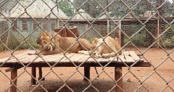 Day Tour - Nairobi Animal Orphanage (+ Ressurection Garden)